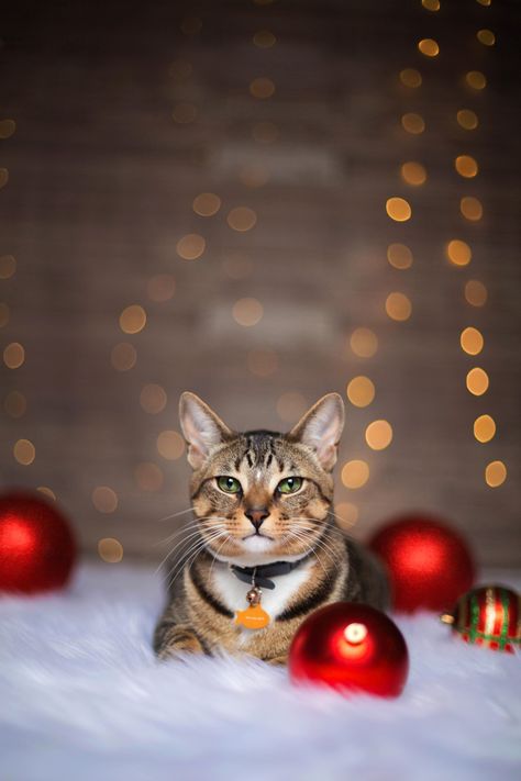 Yuletide Yawner: Embracing the spirit of relaxation, this cat takes leisurely naps under the glow of twinkling Christmas lights. Tails of Joy: Celebrate Christmas with Happy and Healthy Cats! Christmas Cat Photography, Cat Christmas Photoshoot Ideas, Cat Holiday Photos, Christmas Cat Photoshoot, Cat Christmas Photoshoot, Christmas Portrait Ideas, Cat Christmas Pictures, Pet Christmas Photos, Cat Photoshoot Ideas