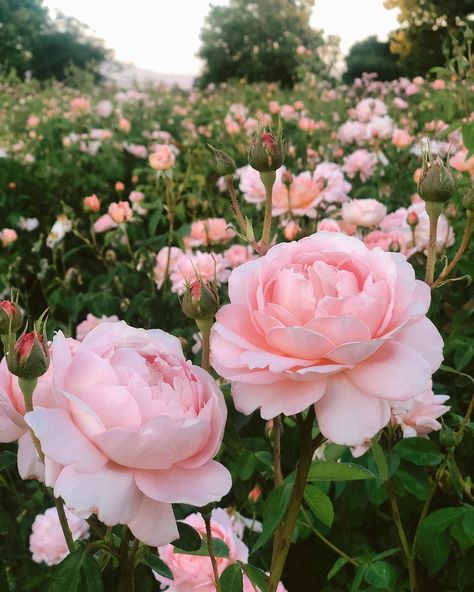 Grace Rose Farm on Instagram: “Carding Mill is the most beautiful and easy care peach rose we’ve ever grown! Our Carding Mill roses are loaded beyond loaded with buds…” Grace Rose, Rose Farm, Victoria Magazine, Rose Care, Rose Tutorial, Roses Garden, Peach Rose, Growing Roses, Garden Rose