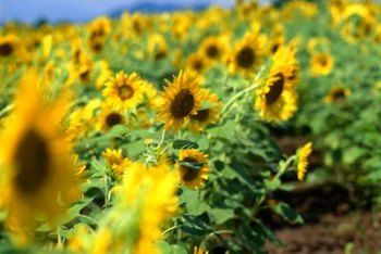 Black Oil Sunflower, Planting Sunflowers, Helianthus Annuus, Insect Pest, Sunflower Garden, Black Oil, Bird Seed, Yard Work, Yellow Sunflower