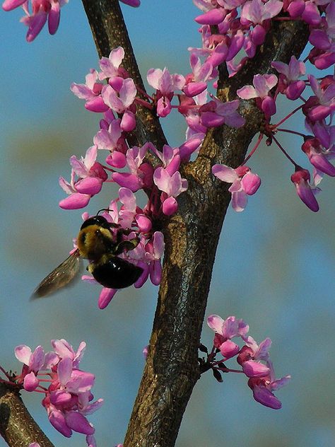 Eastern Redbud (spring) Urban Front Yard, Mississippi Nature, Wisconsin Garden, Eastern Redbud Tree, Plant Reference, Artwork Series, Moodboard Images, Flower References, Judas Tree