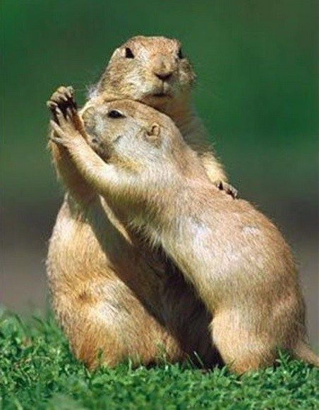 Animals In Love, Dancing Animals, Prairie Dog, Curious Creatures, Chinchillas, Silly Dogs, Animal Sketches, Hamsters, Chipmunks