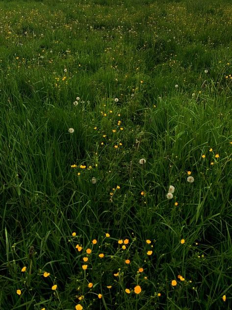 You Threw Dirt On My Name And Flowers Grew, Grass Field Aesthetic, Green Grass Aesthetic, Grassy Background, Grass Aesthetic, Grass Photography, Dandelion Field, Grassy Hill, Grassy Meadow