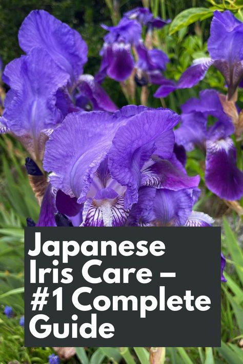 Discover the #1 Complete Guide to Japanese Iris Care and unlock the secrets to nurturing these stunning blooms! Dive into our comprehensive instructions tailored specifically for Japanese Iris, covering watering, sunlight, soil, and maintenance tips. Elevate your gardening skills and create a breathtaking display of Japanese Irises in your garden. IG Photo by: soiledplantiez Iris Care, Japanese Iris, Plant Maintenance, Natural Fertilizer, Iris Garden, Garden Maintenance, Glass Planter, Flower Care, Purple Iris