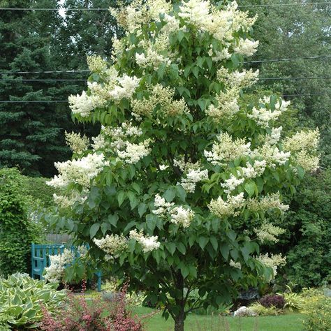 13 Fantastic Trees Under 20 Feet Tall - Dennis' 7 Dees | Landscaping Services & Garden Centers Japanese Lilac Tree, Japanese Lilac, Lilac Tree, Japanese Tree, Bonsai Flower, Garden Shrubs, Moon Garden, Ornamental Trees, Tree Seeds