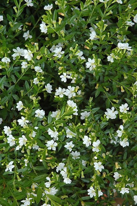 20"x28" Cupid White False Heather (Cuphea hyssopifolia 'Cupid White') at Pender Pines Garden Center Cuphea Hyssopifolia, Mexican Heather, Moonlight Garden, Minimal House, Starter Plants, Flowering Shrubs, Heather White, Photography Wallpaper, Drought Tolerant