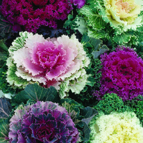 Flowering Kale, Cabbage Flowers, Brassica Oleracea, Ornamental Kale, Baby Wreath, Flower Guide, My Old Kentucky Home, Proven Winners, Cabbages