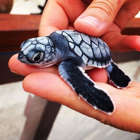 Blue turtle-are they real? Baby Sea Turtles, Baby Sea Turtle, Baby Animals Pictures, Cute Turtles, Baby Turtles, Aquascaping, Cute Animal Pictures, Cute Creatures, Sweet Animals