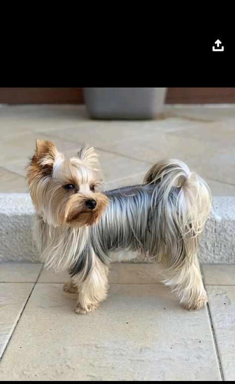 Yorkie Terrier Haircuts, Yorkie Puppy Care, Yorkie Cuts, Yorkie Hairstyles, Yorkie Haircuts, Yorkshire Terrier Haircut, Yorkie Terrier, Maltese Puppy