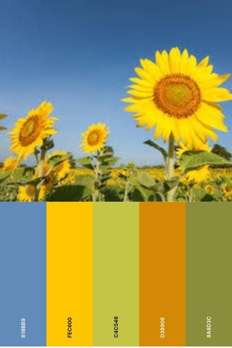 Sunflower Pallet Color, Colors That Go With Sunflowers, Sunflower Colour Palette, Summer Camp Color Palette, Sunny Color Palette, Color Palette Sunflower, Sunflower Color Palette, Web Design Color Palette, Sunflower Palette