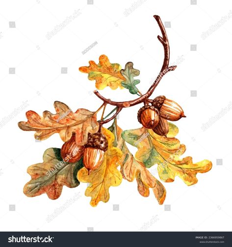 Find Watercolor Picture Branch Autumn Oak Leaves stock images in HD and millions of other royalty-free stock photos, 3D objects, illustrations and vectors in the Shutterstock collection. Thousands of new, high-quality pictures added every day. Oak Branch, Watercolor Pictures, Photo Wedding Invitations, Crop Image, Travel Logo, Oak Leaves, White Stock, Color Palette Generator, Holiday Illustrations