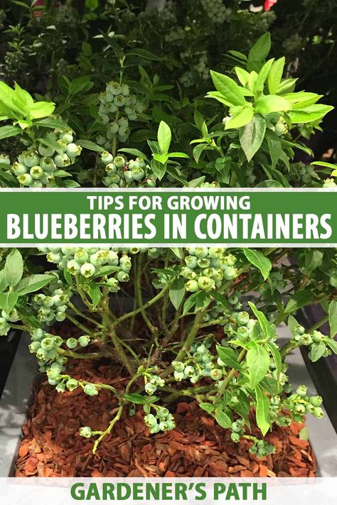 A close up vertical image of a Vaccinium shrub growing in a container set outdoors on the patio pictured in light sunshine. To the center and bottom of the frame is green and white printed text. Chandler Blueberry Bush, Blueberry Companion Plants, Blueberries In Containers, Landscape Planters, Planting Fruit, Garden Prep, Blueberry Varieties, Grow Blueberries, Blueberry Gardening