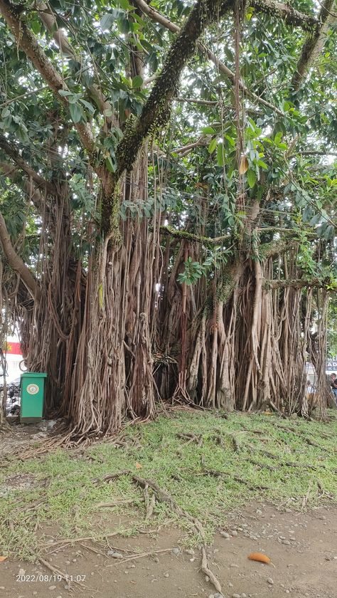 BALETE TREE Balete Tree Philippines, Street Philippines, Aklan Philippines, Kalibo, Philippines, Tree Trunk, Tourism, Plants, Quick Saves