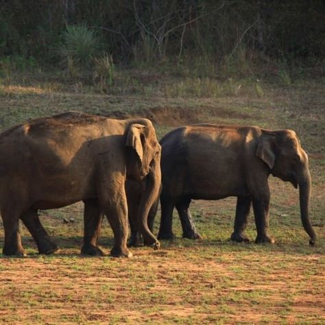 If you've ever dreamed of seeing elephants roaming free, Periyar Tiger Reserve and Wildlife Sanctuary offers the chance of experiencing these beautiful animals in the wild on a walking trek or from the comfort of a covered boat without disturbing their way of life. Unfortunately tiger spottings are extremely rare. Wildlife Wallpaper, Kerala Tour, Kerala Backwaters, Artificial Lake, Wildlife Reserve, Elephant Sanctuary, Kerala Tourism, Western Ghats, Munnar