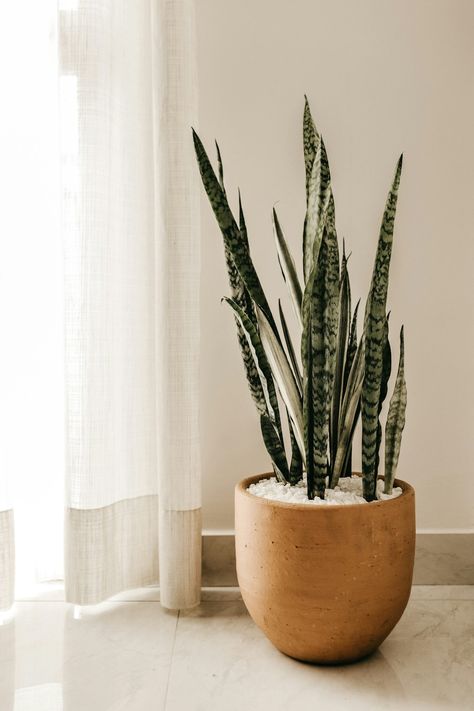 Japandi Interior Design: How to get the look! - Stollhaus Best Air Purifying Plants, Sansevieria Trifasciata, نباتات منزلية, Crassula Ovata, Best Indoor Plants, Decoration Plante, Bathroom Plants, Air Purifying Plants, Perfect Plants