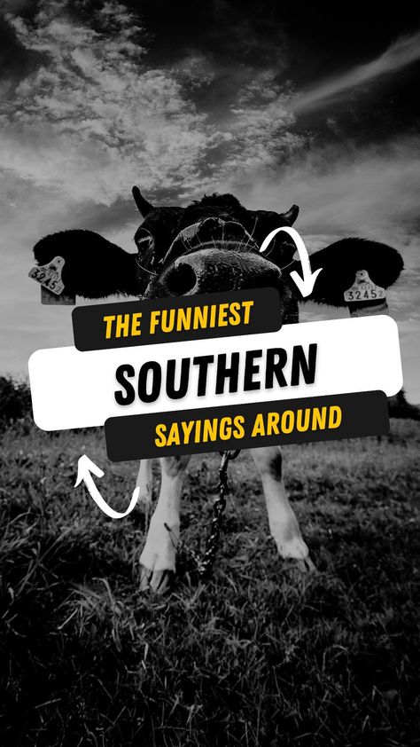 a closeup of a cows nose Southern Words, Funny Southern Sayings, Southern Expressions, Rolling On The Floor Laughing, Funniest Quotes Ever, Southern Humor, Funniest Quotes, Twisted Quotes, Funny One Liners