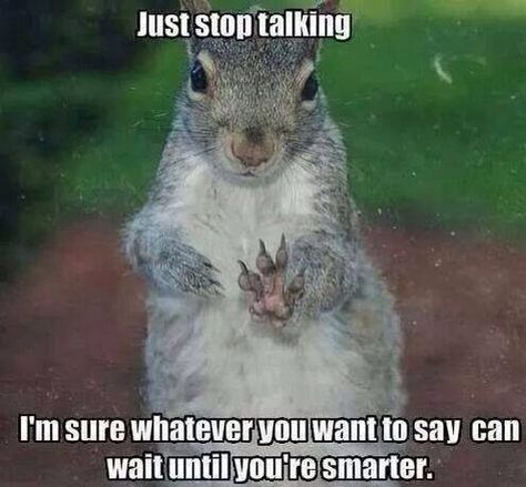 Funny Squirrel Pictures, Squirrel Funny, Cute Squirrel, A Squirrel, Funny Animal Memes, Stop Talking, Just Funny, Made Me Laugh, Animal Quotes