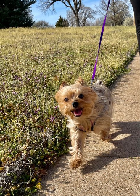 Yorkies Aesthetic, Yorkie Terrier Aesthetic, Yorkshire Aesthetic, Yorkie Aesthetic, Dogs Yorkie, Morkie Dogs, Outside Aesthetic, York Dog, Yorkshire Dog