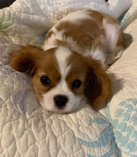 King Spaniel Charles Cavalier Puppy, Dogs King Charles Spaniel, Puppies King Charles Cavalier Spaniel, King Cavalier Puppy, King Charles Puppies, Kings Cavalier Spaniel, Charles King Spaniel, Charles Spaniel Cavalier King, Puppy Cavalier King Charles Spaniel