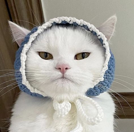 Gato Crochet, Cat Hats, Crochet Cat Hat, Funky Hats, Crochet Blanket Designs, Knitted Cat, Crochet Hats Free Pattern, Cat Fashion, Cat Hat