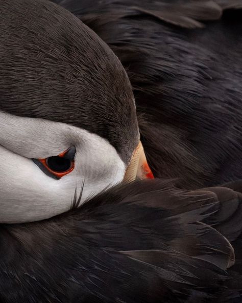 Atlantic puffin - papegaaiduiker #puffin #best_birds_planet #nfnl #your_best_birds #super_holland #rebels_nature #ig_naturelovers… | Instagram Great Auk, Atlantic Puffin, Puffins Bird, Wonderful Life, Bird Feathers, Design Inspiration, Birds, Van, Funny