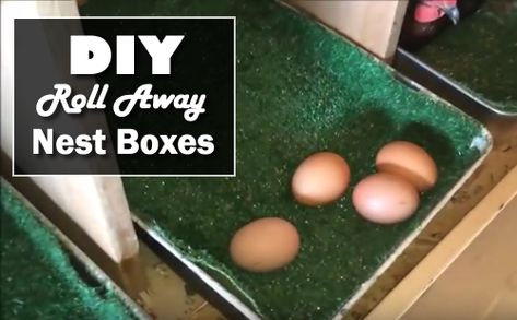 "DIY Roll Away Nest Boxes - the best way to prevent your eggs from breaking... #chickens #homestead #homesteading" Chicken Husbandry, Chicken Coops Ideas, Chicken Laying Boxes, Nesting Boxes Diy, Funky Chicken, Chicken Boxes, Best Egg Laying Chickens, Nest Boxes, Chicken Egg Rolls