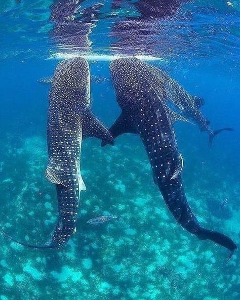 Oceanography Marine Biology, Sea Vibes, Swimming With Whale Sharks, Shark Pictures, Whale Sharks, Beautiful Sea Creatures, Cute Shark, Marine Biology, Whale Shark