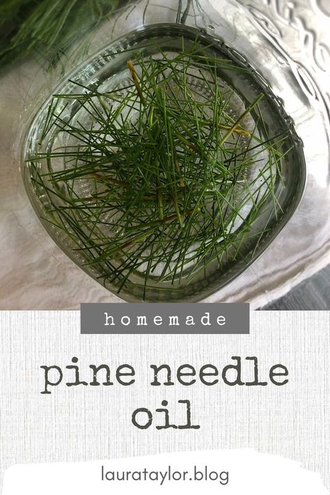 You need three things, and a little bit of know-how to make pine needle oil at home. This recipe is very easy! You can use pine needle oil to make a salve, a roller bottle, or different body care DIYs. So fresh and foresty 🌲 Pine Needle Oil, Pine Needle Essential Oil, Natural Remedies For Acne, Medicinal Wild Plants, Tinctures Recipes, Pine Needle Crafts, Remedies For Acne, Pine Oil, Pine Essential Oil