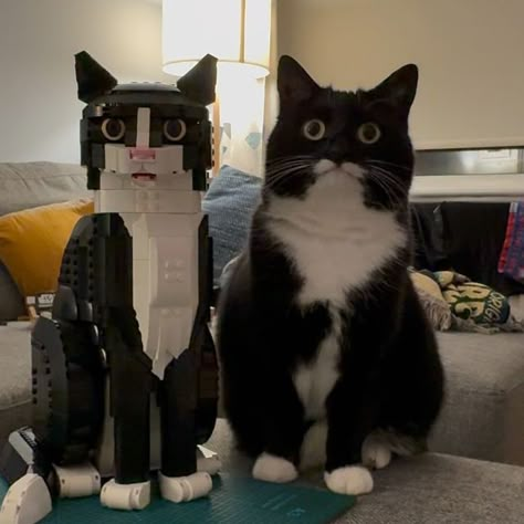 Jyn the Cat on Instagram: "We did NOT realise quite how similar it was going to be 😂  We’re thinking of getting a few black pieces to replace the nose and tip of the tail so it will be TRULY identical! In the meantime, tag @lego so they can see the Tuxedo Cat set come to life! 😁   #mycatjyn #tuxedocat #catsofinstagram #catstagram #catlover #catlovers #catlife #cats_of_world #cats #instacat #cats_of_instagram #catloversclub #batcat #lego" How Cats See The World, Lego Tuxedo Cat, Cat Lego, Animal Drawings Sketches, Tuxedo Cats, Cats Memes, Tuxedo Cat, Cat 2, Meow Meow