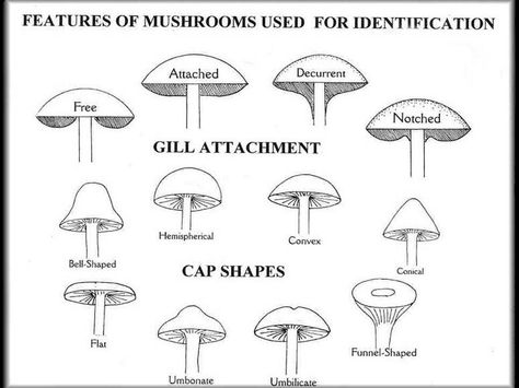 Mushroom ID features Mushroom Foraging, Poisonous Mushrooms, Types Of Fungi, Homeschool Projects, Edible Mushrooms, Mushroom Hunting, Soil Layers, Wild Edibles, State Of Michigan