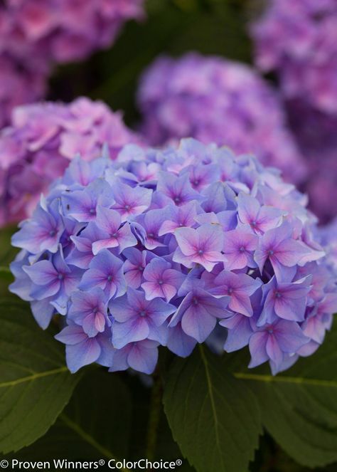 Hydrangea Lets Dance® Rhapsody Blue™ Proven Winners Plants, Bigleaf Hydrangea, Hydrangea Care, Hydrangea Macrophylla, Hydrangea Not Blooming, Foundation Planting, Shade Perennials, Pink Plant, Proven Winners