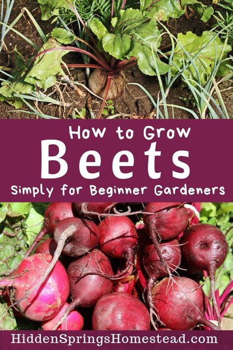 Beets Growing, How To Grow Beets, Grow Beets, Growing Beets, Seed Growing, Garden Crafts For Kids, Organic Vegetable Garden, Garden Pest Control, Garden Veggies