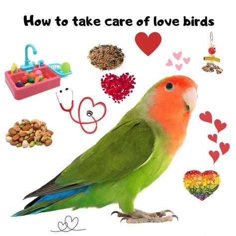 Care for lovebirds Lovebird Cage Ideas, Best Pet Birds, Love Birds Pet, Bird Room, Parrot Pet, Bird Aviary, Diy Raised Garden, Bird Care, Gardening Flowers