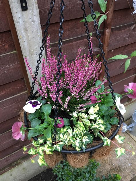 Autumn Winter Hanging Baskets Uk, Autumn Hanging Baskets Ideas, Winter Hanging Basket, Winter Hanging Baskets Uk, Winter Hanging Baskets Outdoor, Winter Basket, Winter Hanging Baskets, Pot Arrangements, Winter Pansies