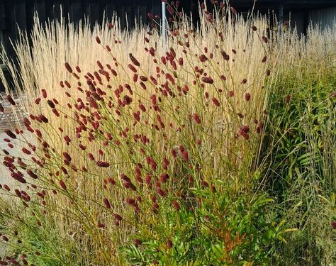 sanguisorba officinalis Red Thunder, One of the top 10 plants in Piet Oudolf gardens Sanguisorba Officinalis, Naturalistic Garden, Prairie Planting, Small Garden Landscape, Prairie Garden, Front Garden Design, Dry Garden, Grasses Landscaping, Gravel Garden