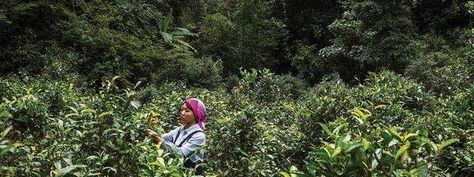 Video: Inside the Hidden World of China's Most Coveted Tea | SAVEUR Helen Of Troy, The Hidden World, Pu Erh, Yunnan China, Tea Plant, Pu Erh Tea, Tea Cake, Old Trees, Flavored Tea