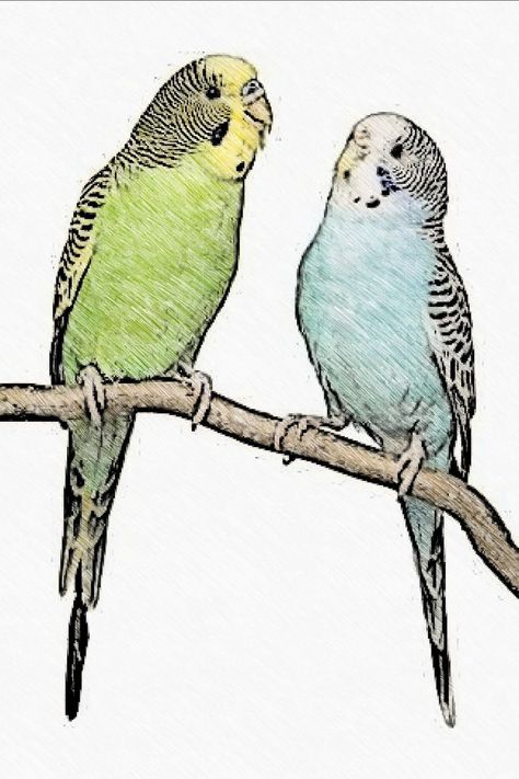 Parakeet Drawing Simple, Budgerigar Drawing, Parotts Bird Drawing, Parakeet Drawing, Parrots Drawing, Budgie Drawing, Parrot Drawing, Parrots Art, Parakeets