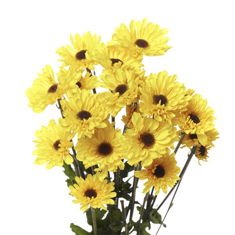 These beautiful Vyking yellow mum (chrysanthemums) add a ray of sunshine to any arrangement. Each bloom is filled with medium-length petals that surround a brown center. The size of the blooms ranges from 1.5 to 2.5 inches, bringing texture and dimension to any design. Mum Flower, Pom Pon, A Ray Of Sunshine, Mums Flowers, Flower Yellow, Ray Of Sunshine, Bunch Of Flowers, Chrysanthemum, Medium Length