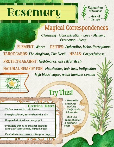 Rosemary magical and healing properties Magickal Herbs, Witch Herbs, Magia Das Ervas, Green Witchcraft, Witch Garden, Magic Herbs, Under Your Spell, Eclectic Witch, Magical Herbs