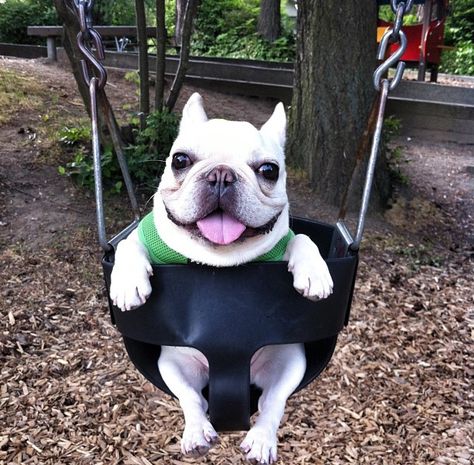 Bring them to any playground, and be amazed by their sweet skills. | Frenchies Are The New Corgis So Get Used To It Francia Bulldog, Happy Animals, Sweet Animals, 귀여운 동물, Animals Friends, I Love Dogs, Dog Bed, Dog Love, Animals Beautiful