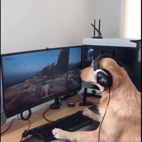 Gamer dog. Gamer Meme, Gamer Cat, Spotted Animals, Funny Photoshop, Dog Games, Dog Icon, Silly Dogs, 웃긴 사진, Puppy Care