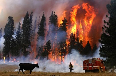 Fire Tornado, Wildland Fire, Yosemite Park, Wildland Firefighter, California Wildfires, Fire Photography, Wild Fire, Fire Service, Forest Service