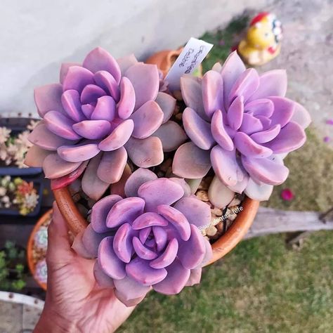 Purple Succulent Wedding, Wedding Table Flower Centerpieces, Labyrinth Wedding, Astronomy Wedding, Echeveria Afterglow, Rainbow Cactus, Purple Succulents, Flower Centerpiece, Table Flower