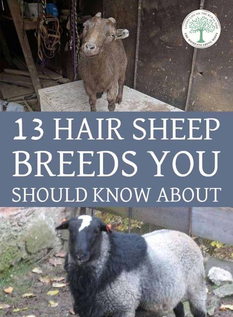 Meat Sheep Breeds, Hair Sheep Breeds, Breeds Of Sheep, Bison Farming, Homesteading Supplies, Homestead Planning, Dorper Sheep, Katahdin Sheep, Raising Sheep