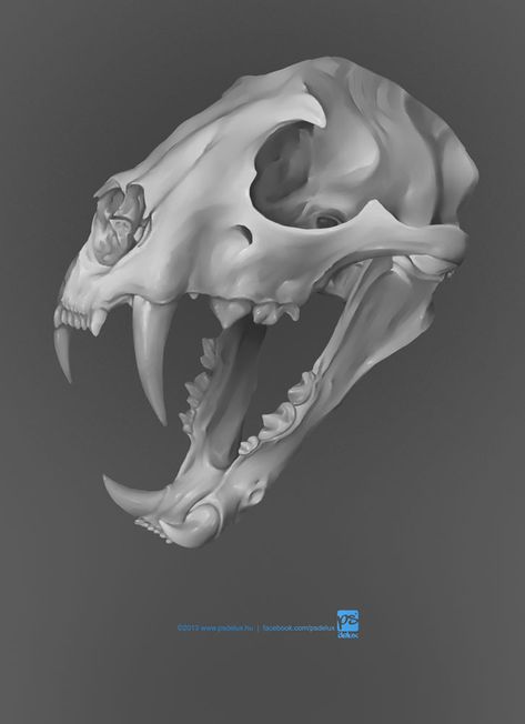 Cheetah Skull, Lion Skull Drawing, Wolf Skull Art, Jaguar Skull Drawing, Animals Skull, Panther Skull, Lion Skull, Dog Skull Reference, Skull Of Animals