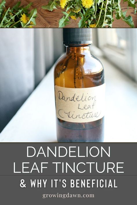 Dandelion Tincture, Medicinal Herbs Remedies, Herb Tinctures, Dandelion Leaf, Dandelion Benefits, Tinctures Recipes, Natural Medicine Cabinet, Herbal Medicine Recipes, Medicinal Herbs Garden