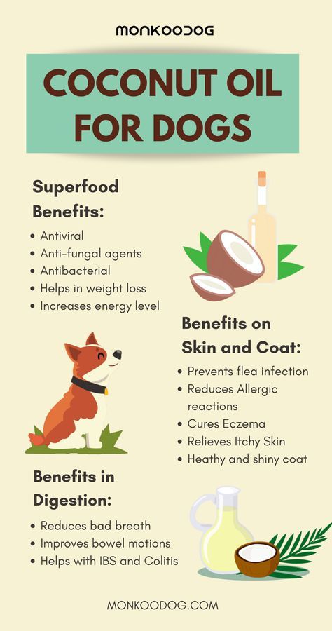 Foods Dogs Can Eat, Meds For Dogs, Pet Remedies, Dog Medicine, Benefits Of Coconut, Coconut Oil For Dogs, Painting Front Porch, Dog Remedies, Healthy Dog Treats Homemade