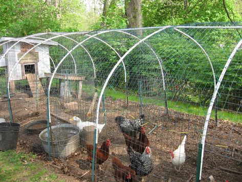 please help...need to build chicken run fast and cheap! (chickens forum at permies) Chicken Coop Blueprints, Cheap Chicken Coops, Chicken Fence, Chicken Roost, Best Egg Laying Chickens, Portable Chicken Coop, Egg Laying Chickens, Chicken Tractor, Chicken Run