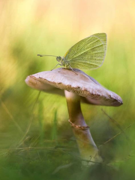 Moth On Mushroom, Mushroom Butterfly Drawing, Butterfly On A Mushroom, Wild Mushrooms Photography, Butterfly Mushroom, Mushroom Butterfly, Advanced Higher Art, Wild Mushroom Photography, Mushroom Plant