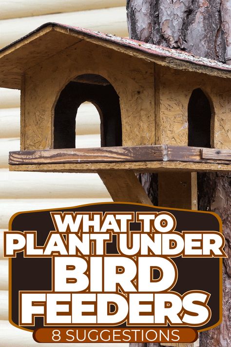 What To Plant Under Bird Feeders [8+ Suggestions] Unique Bird Feeders Garden Art, Bird Feeders In Garden, Bird Feeder Areas Backyards, Bird Yard Ideas, Landscape Around Bird Feeders, Landscaping Around Bird Feeders, Bird Feeder On Fence, Under Bird Feeder Ideas, Wildlife Feeding Station