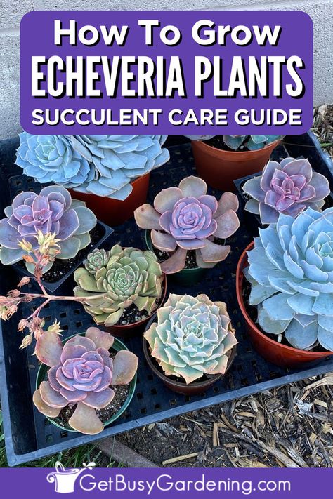 a bunch of blue, purple and light green tiny potted succulents Echeveria Care, Soil Fertilizer, Amaryllis Plant, Beautiful Gardens Landscape, Rose Care, Cactus Types, Growing Succulents, Houseplants Indoor, Succulent Care